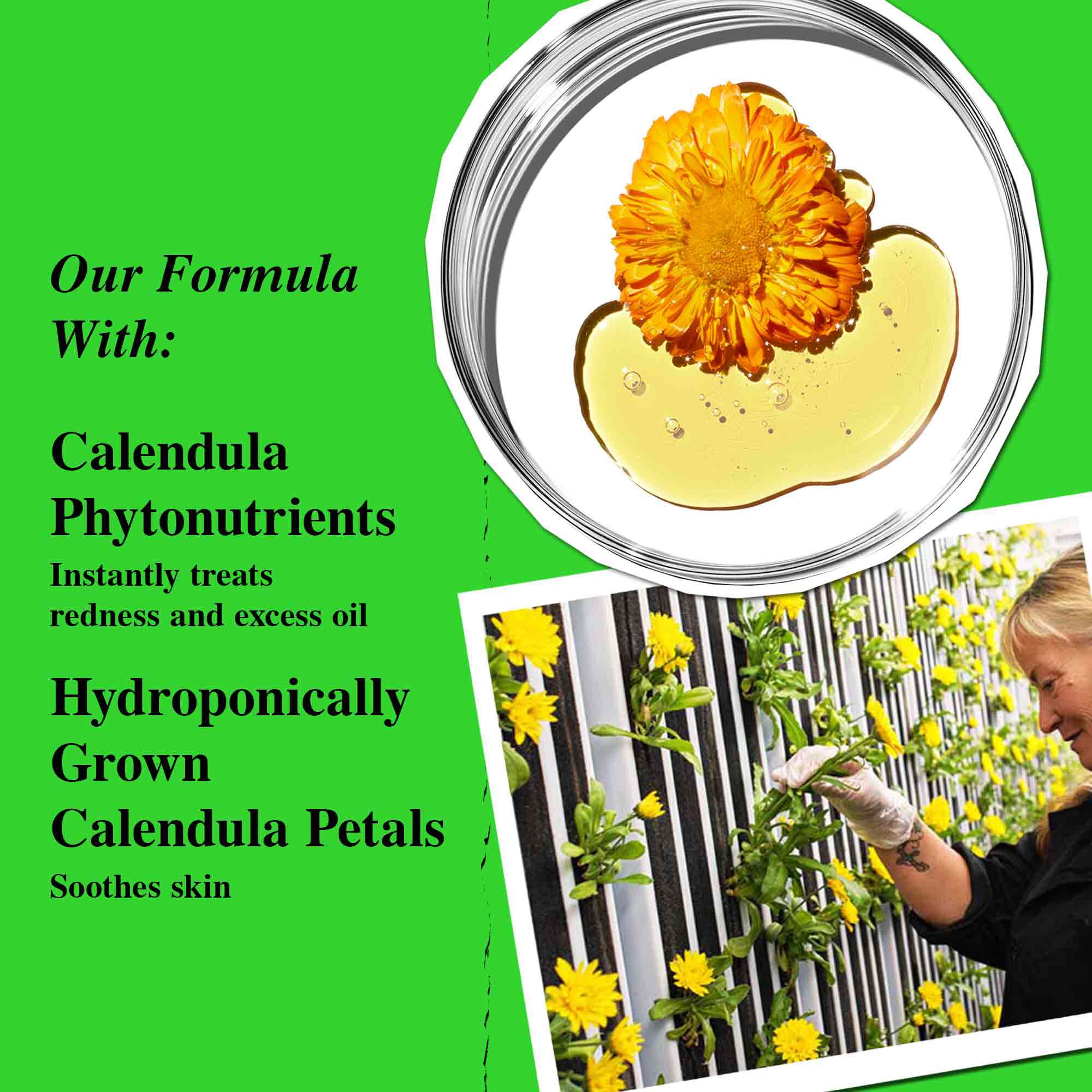 Key Ingredient Illustration - Calendula Phytonutrients, Hydroponically Grown Calendula Petals