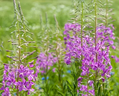 Willow Herb Kiehl's Ingredient
