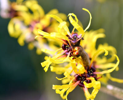 Witch Hazel Kiehl's Ingredient