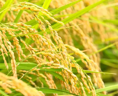 Hydrolyzed Rice Protein Kiehl's Ingredient