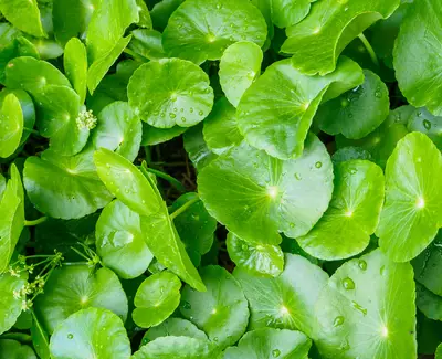 Ingrediente Extracto de centella asiatica Kiehl's