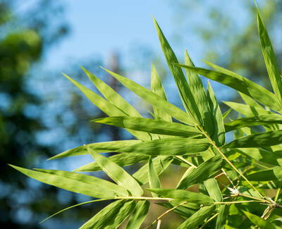 Ingrediente Extracto de bamboo Kiehl's