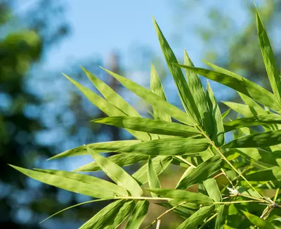 Ingrediente Extracto de bamboo Kiehl's