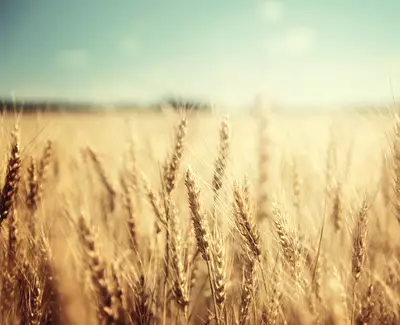 Hydrolyzed Wheat Protein Kiehl's Ingredient