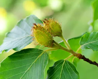 Ingrediente Extracto de arbol de haya Kiehl's
