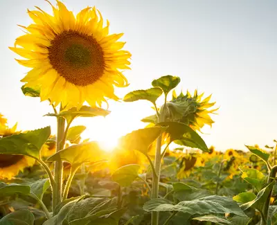 A vibrant sunflower stands tall in a field, illuminated by the warm glow of the setting sun, surrounded by other sunflowers and green leaves.