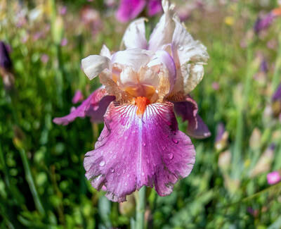 Iris Florentina Root Extract Kiehl's Ingredient