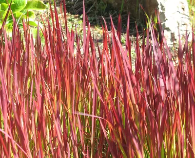 Imperata Cylindrica (Desert Plant Extract) Kiehl's Ingredient