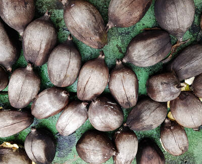 Ingrediente Aceite de babasu Kiehl's