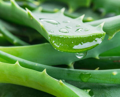 Aloe Barbadensis Kiehl's Ingredient