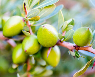 Ingrediente Aceite de argan de comercio justo Kiehl's
