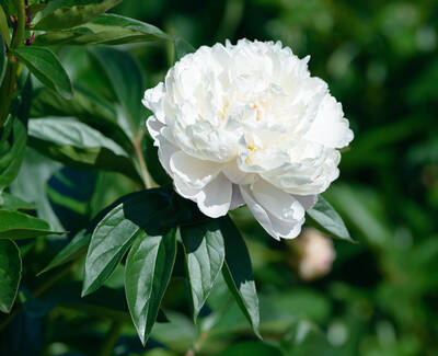 A close-up of a blooming white peony surrounded by green leaves.