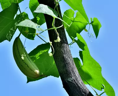 Fruta de Luffa Cylindrica Kiehl's Ingredient