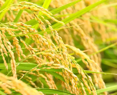 Alt text: Close-up of ripe rice grains hanging from green stalks, with golden hues indicating maturity.