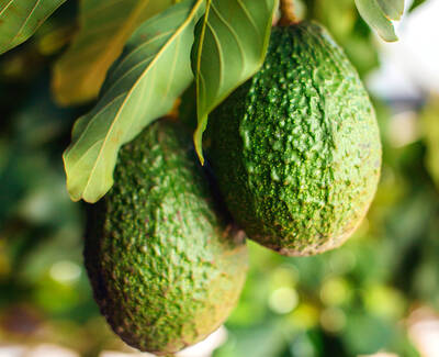 Ingrediente Extracto aguacate Kiehl's