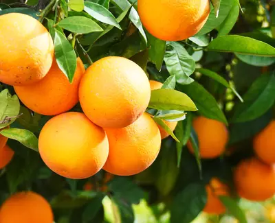 Ingrediente Vitamina C Kiehl's