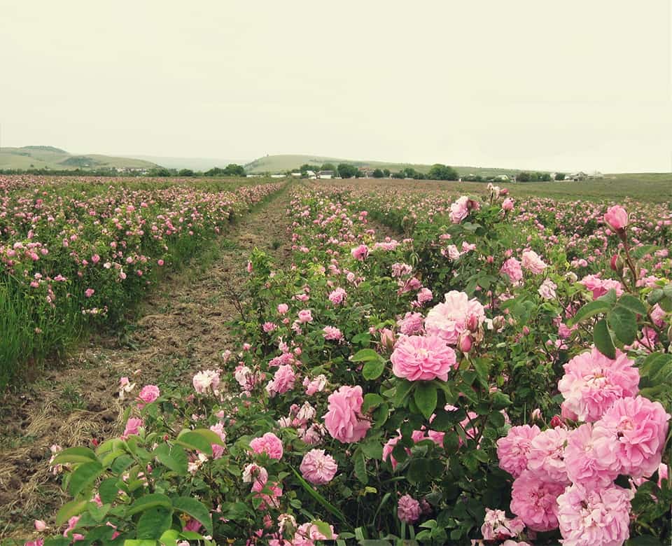 Ingredientes pétalos de rosa enteros