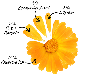 CaléndulaSerum-Infused Water Cream