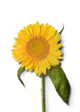 Aceite de girasol